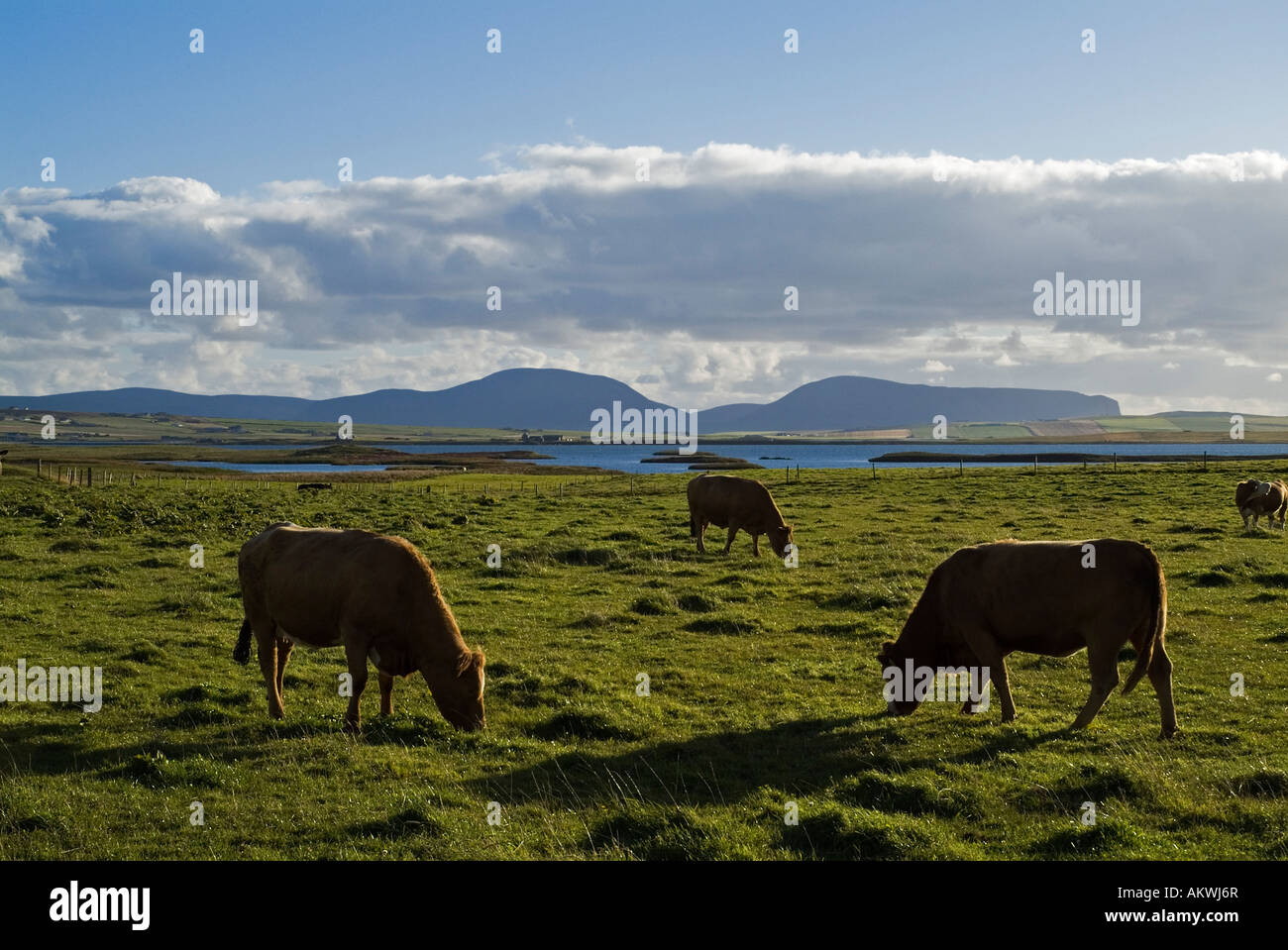 dh Cows FARMING ORKNEY Cows grazing in field Loch Harray Stock Photo