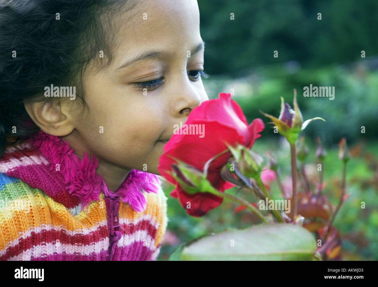 little girl smelling red flower Stock Photo - Alamy