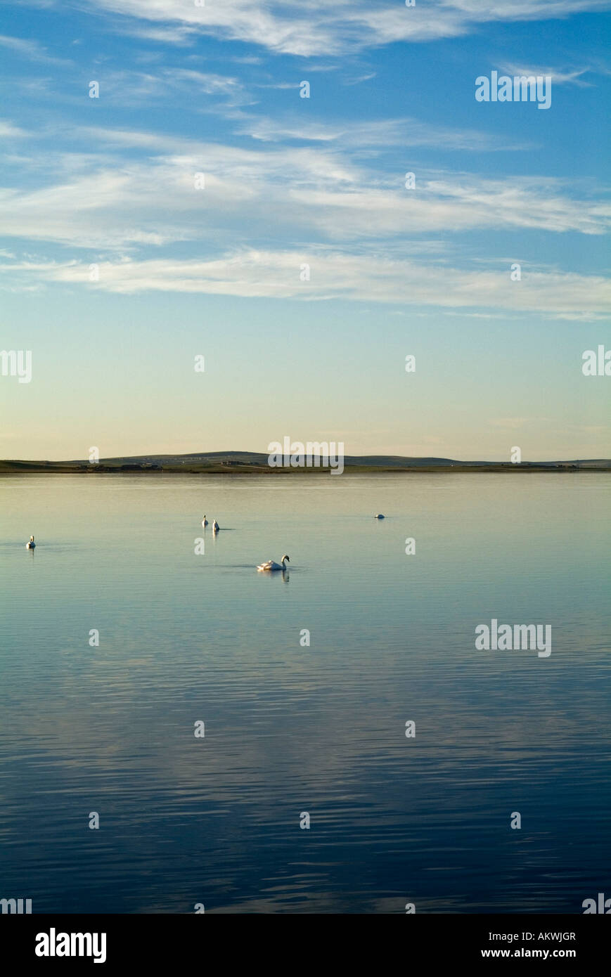 dh Loch of Stenness HARRAY ORKNEY Swans swimming in lake evening time Stock Photo
