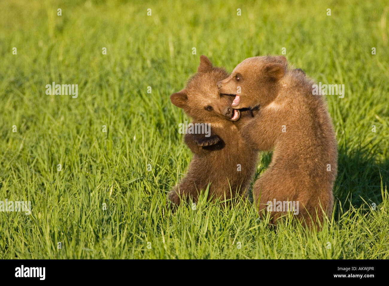 European Brown Bear Cubs Playing ((Ursus arctos), close-up Stock Photo