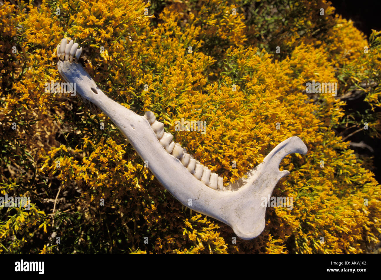 Bone flowers hi-res stock photography and images - Alamy