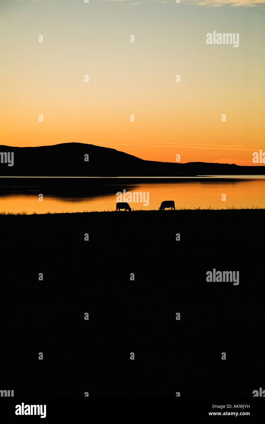 dh Loch of Stenness STENNESS ORKNEY Cows grazing by lochside at sunset Stock Photo