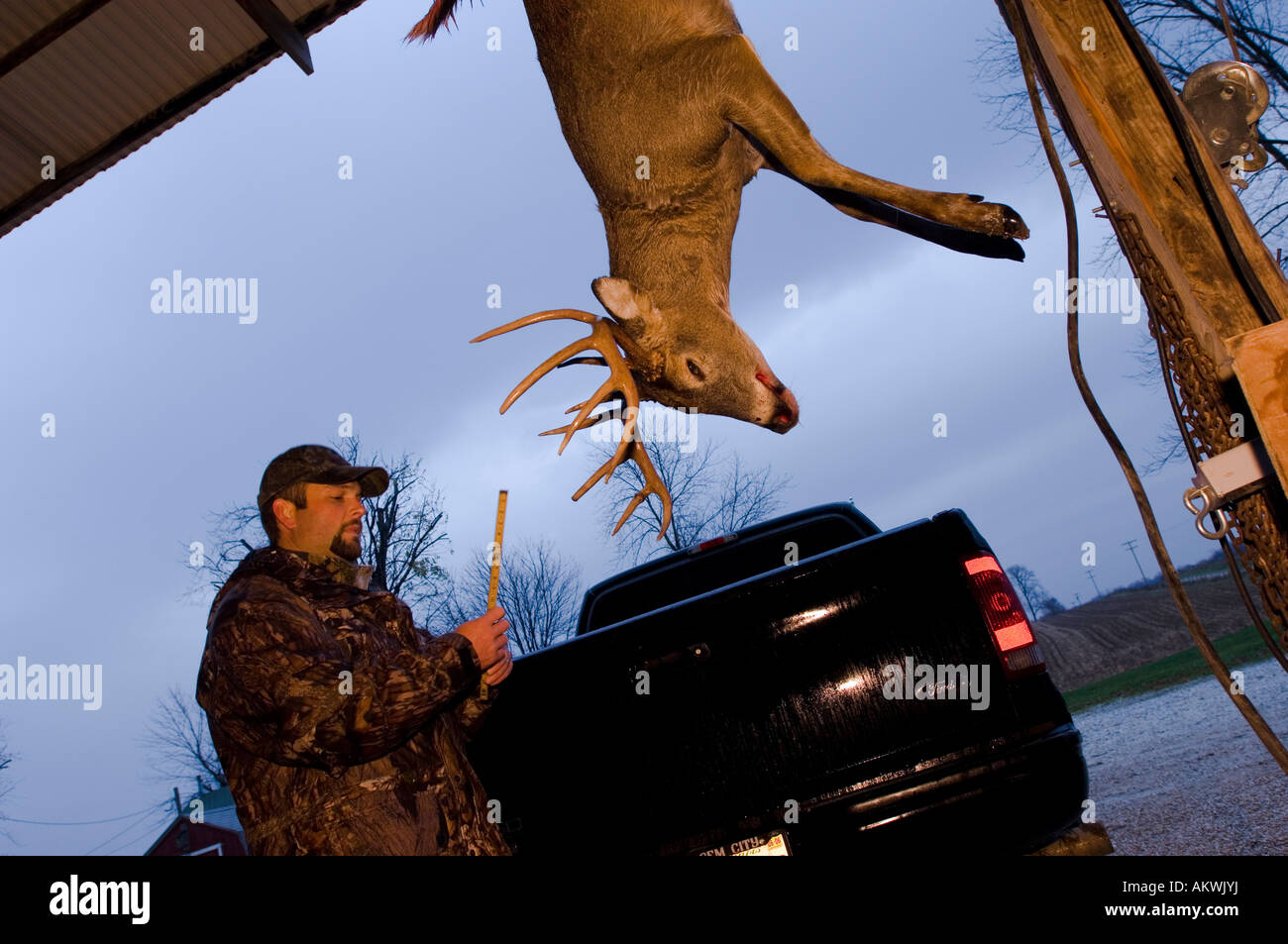 Dead whitetail deer hanging in Pike County Illinois Stock Photo Alamy