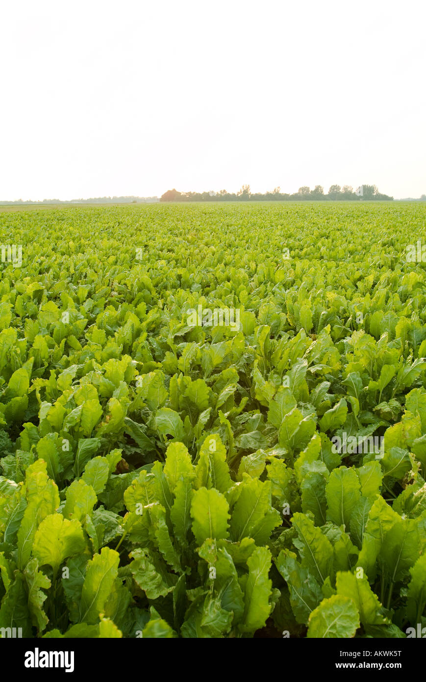 Sugar beet field hires stock photography and images Alamy