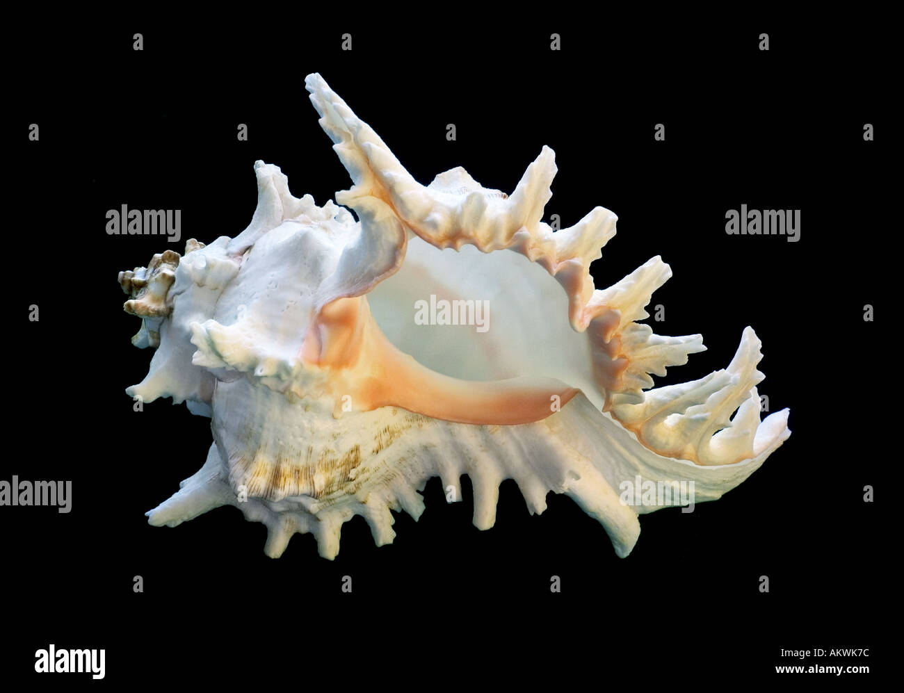 sea shell on a black background Stock Photo - Alamy
