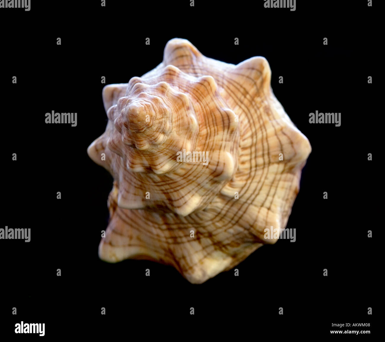 Cone Shaped Shell High Resolution Stock Photography and Images - Alamy