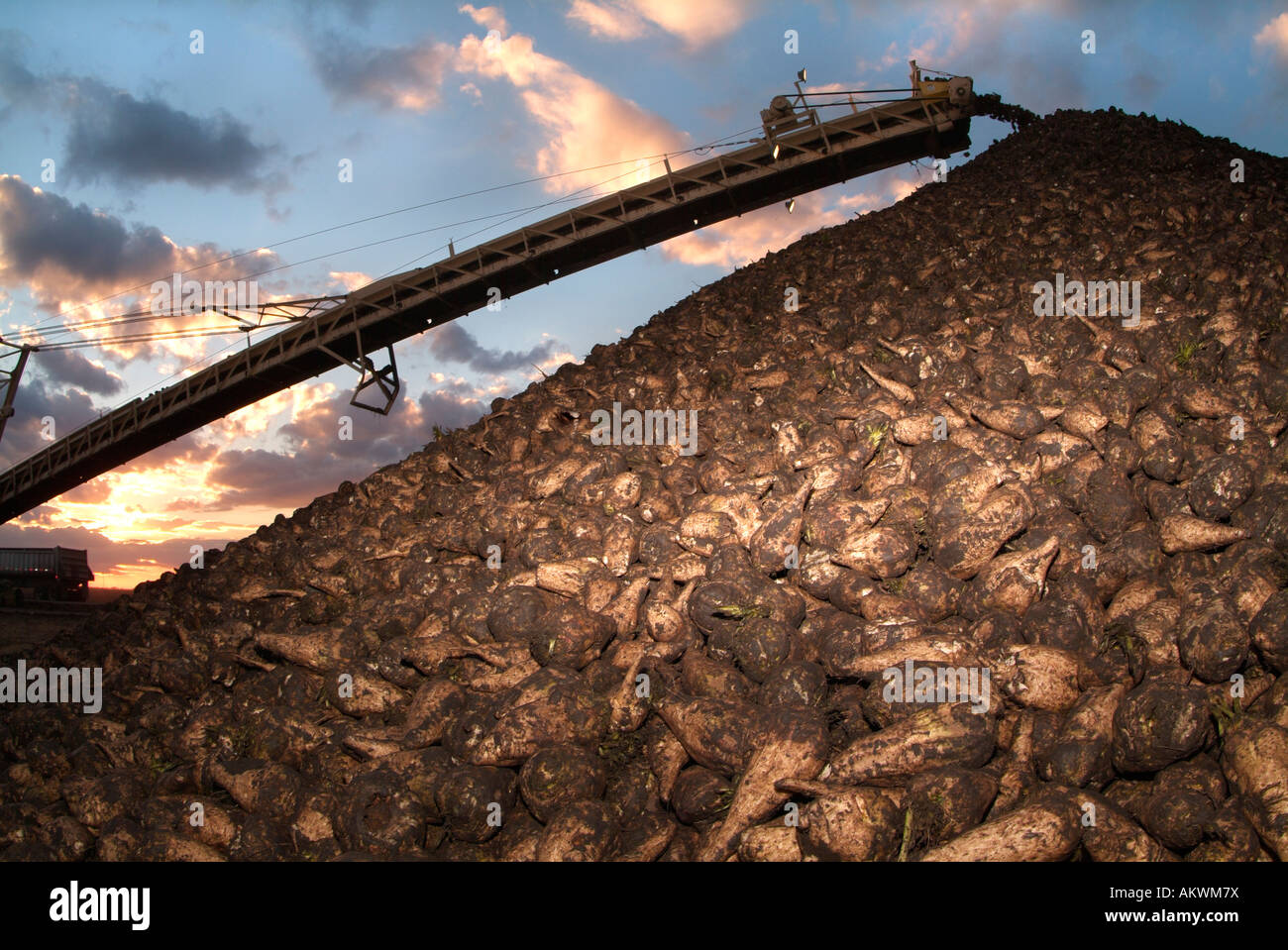 Sugar Beet Pilling in the Red River Valley of Minnesota Stock Photo