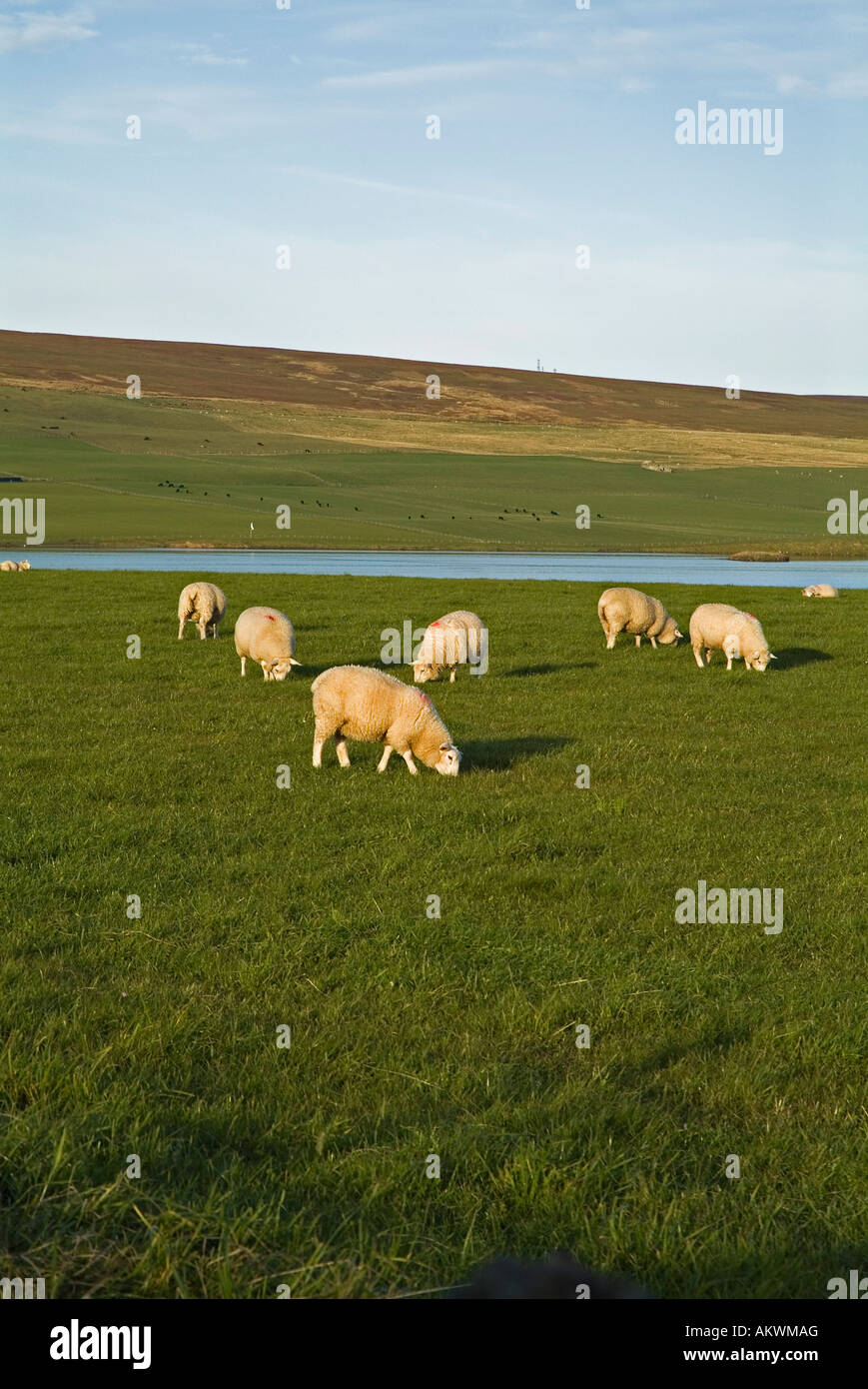 dh  SHEEP UK Sheep grazing in field Orkney Stock Photo