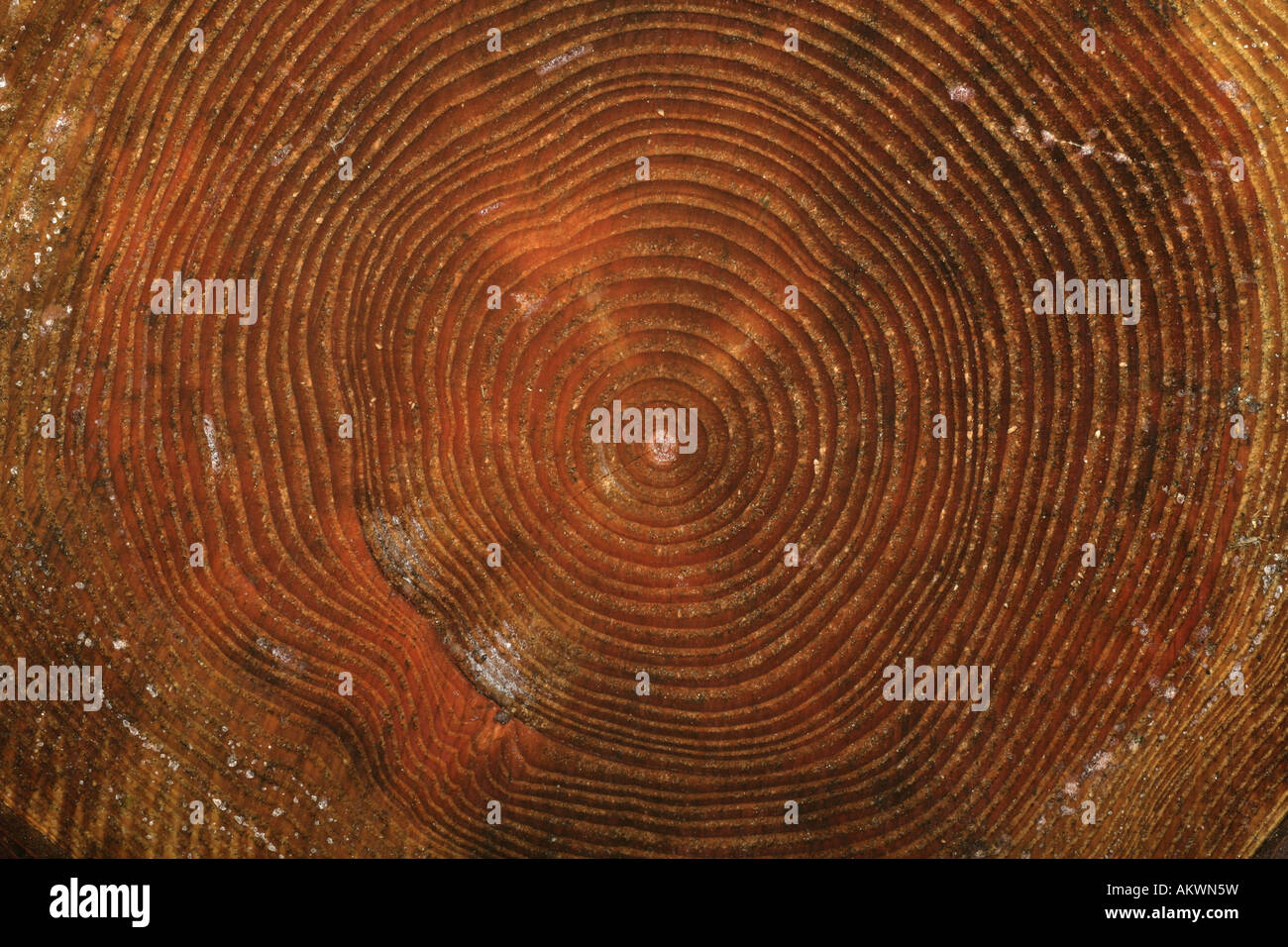 Tree section showing growth rings Norfolk Stock Photo - Alamy
