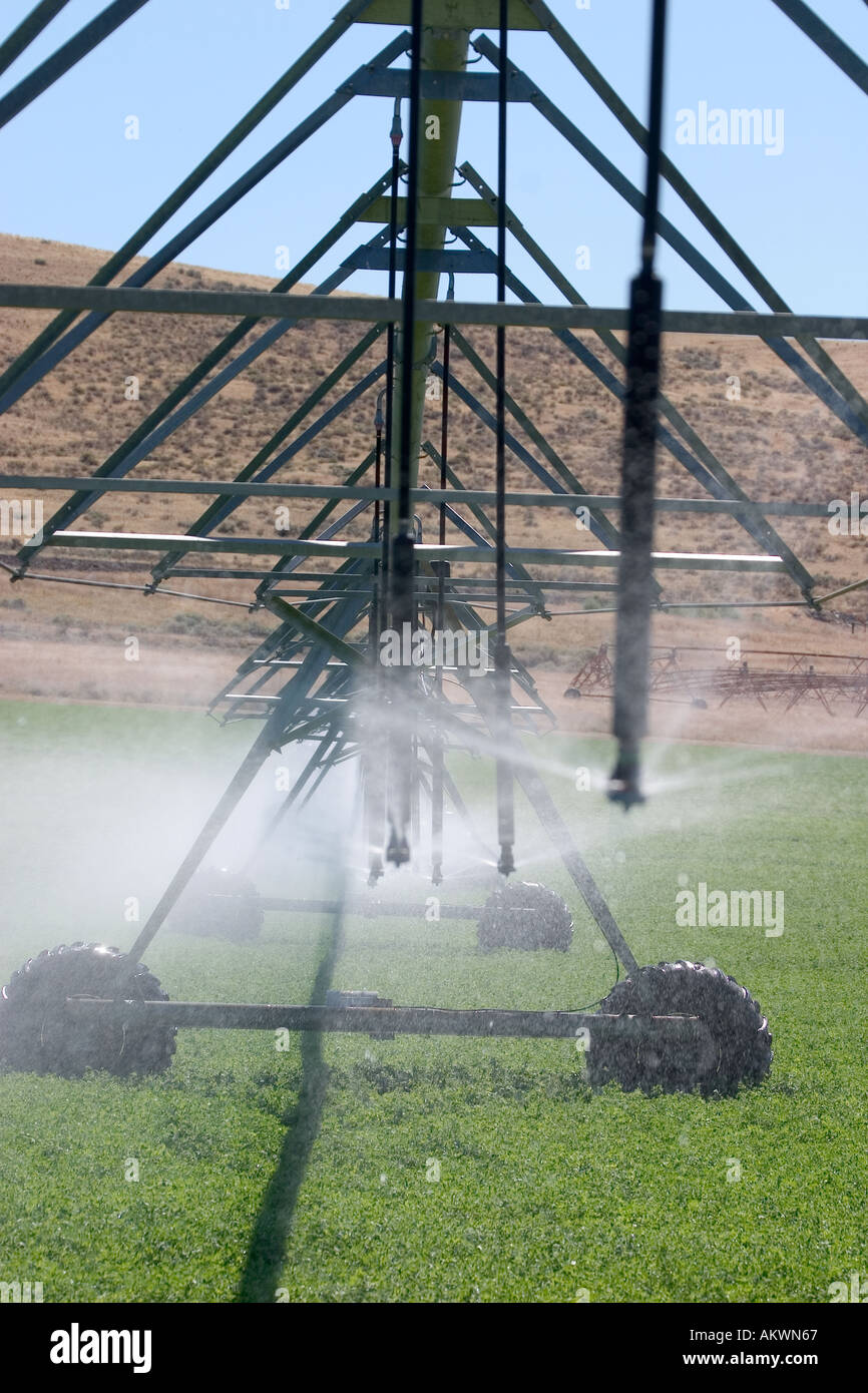 Sprinklers in an alfalfa field spraying water Stock Photo Alamy