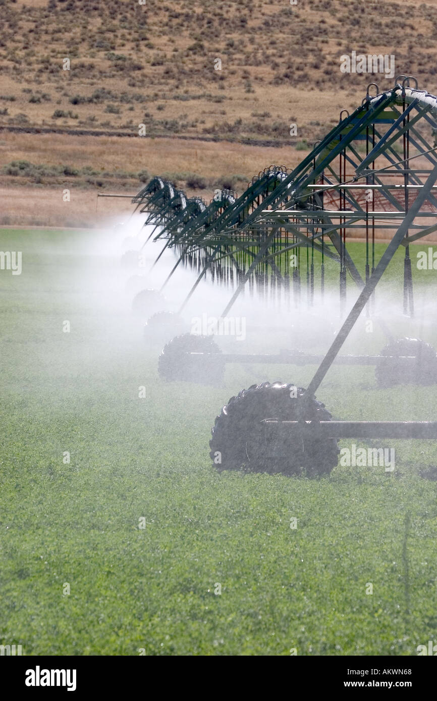 Sprinklers in an alfalfa field spraying water Stock Photo Alamy