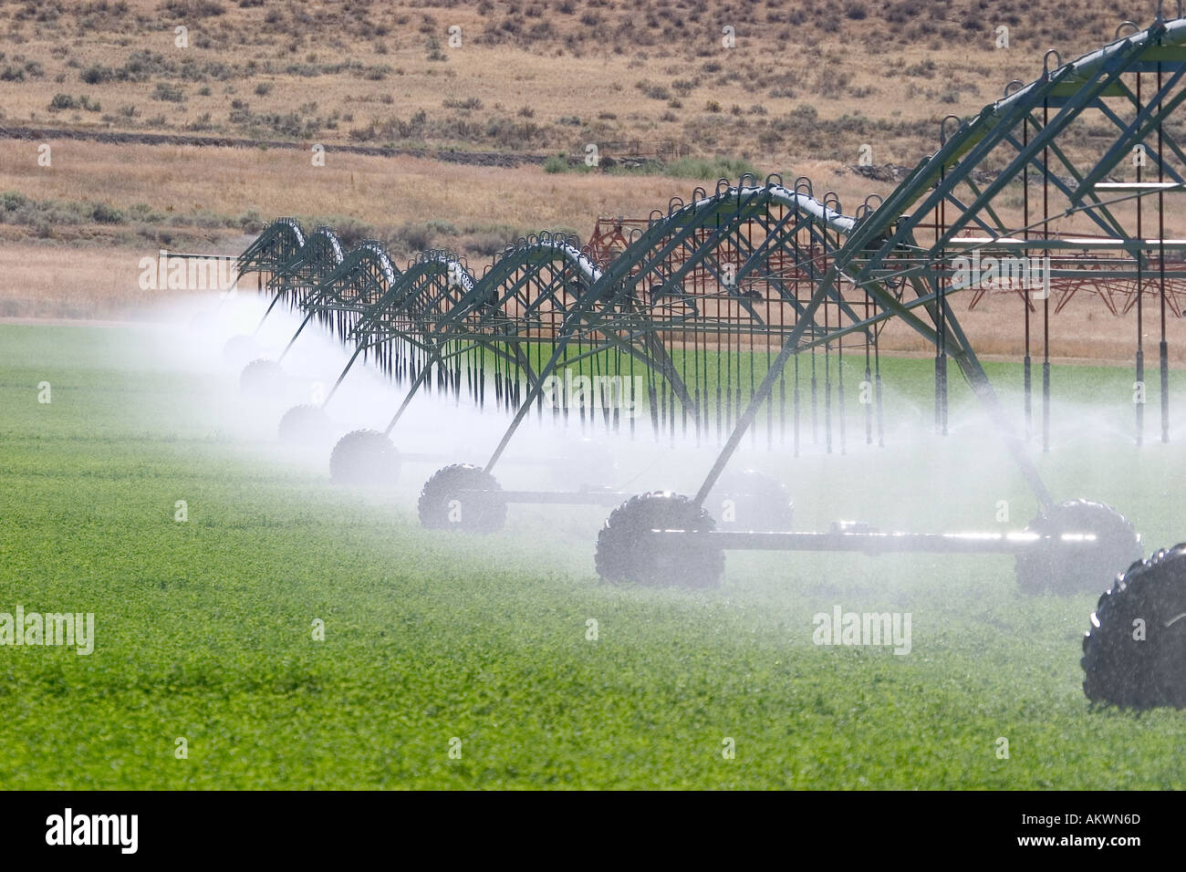 Sprinklers in an alfalfa field spraying water Stock Photo Alamy