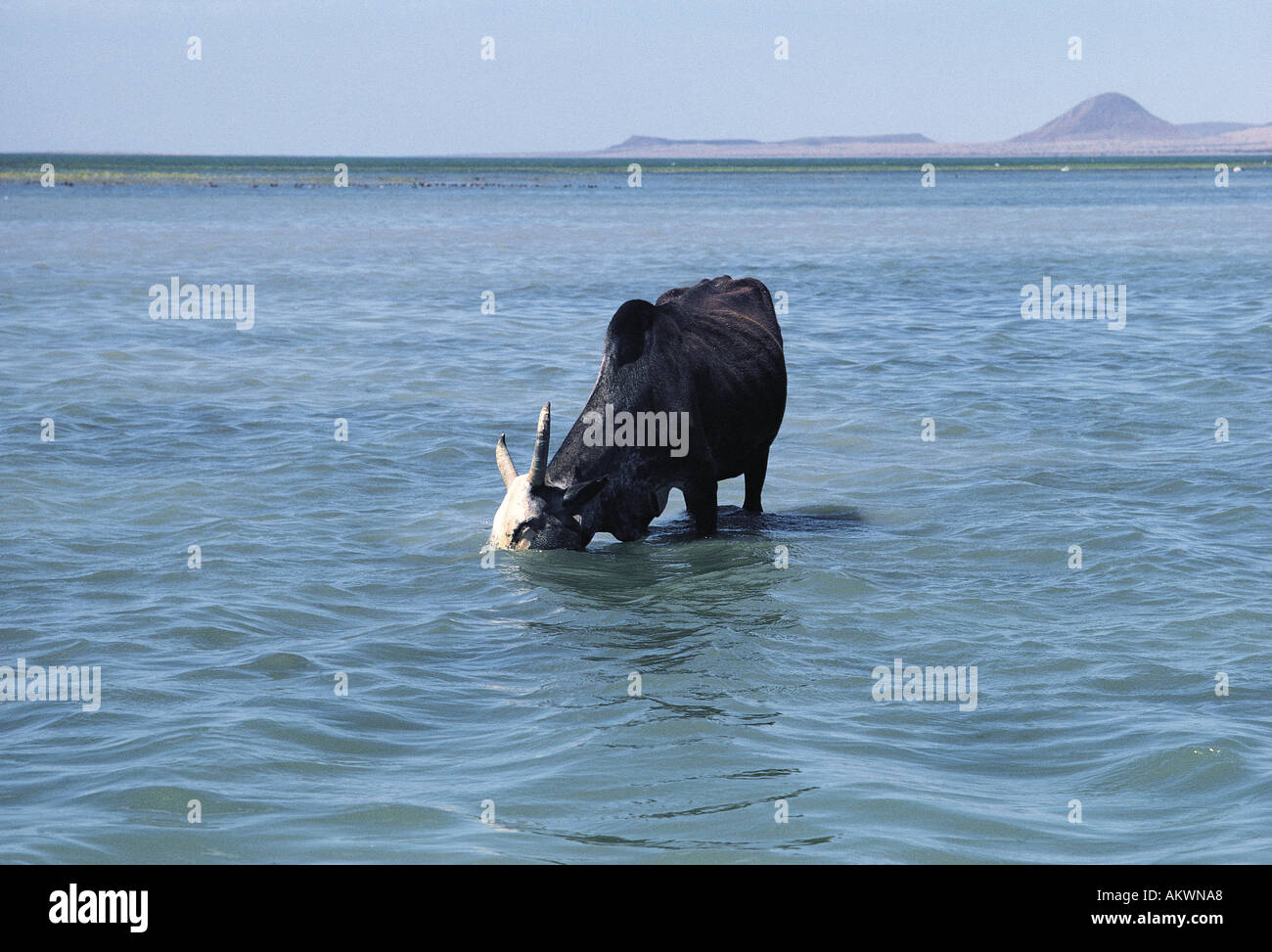 El Molo cow with its head submerged as it feeds on lake weeds Lake Turkana northern Kenya East Africa Stock Photo