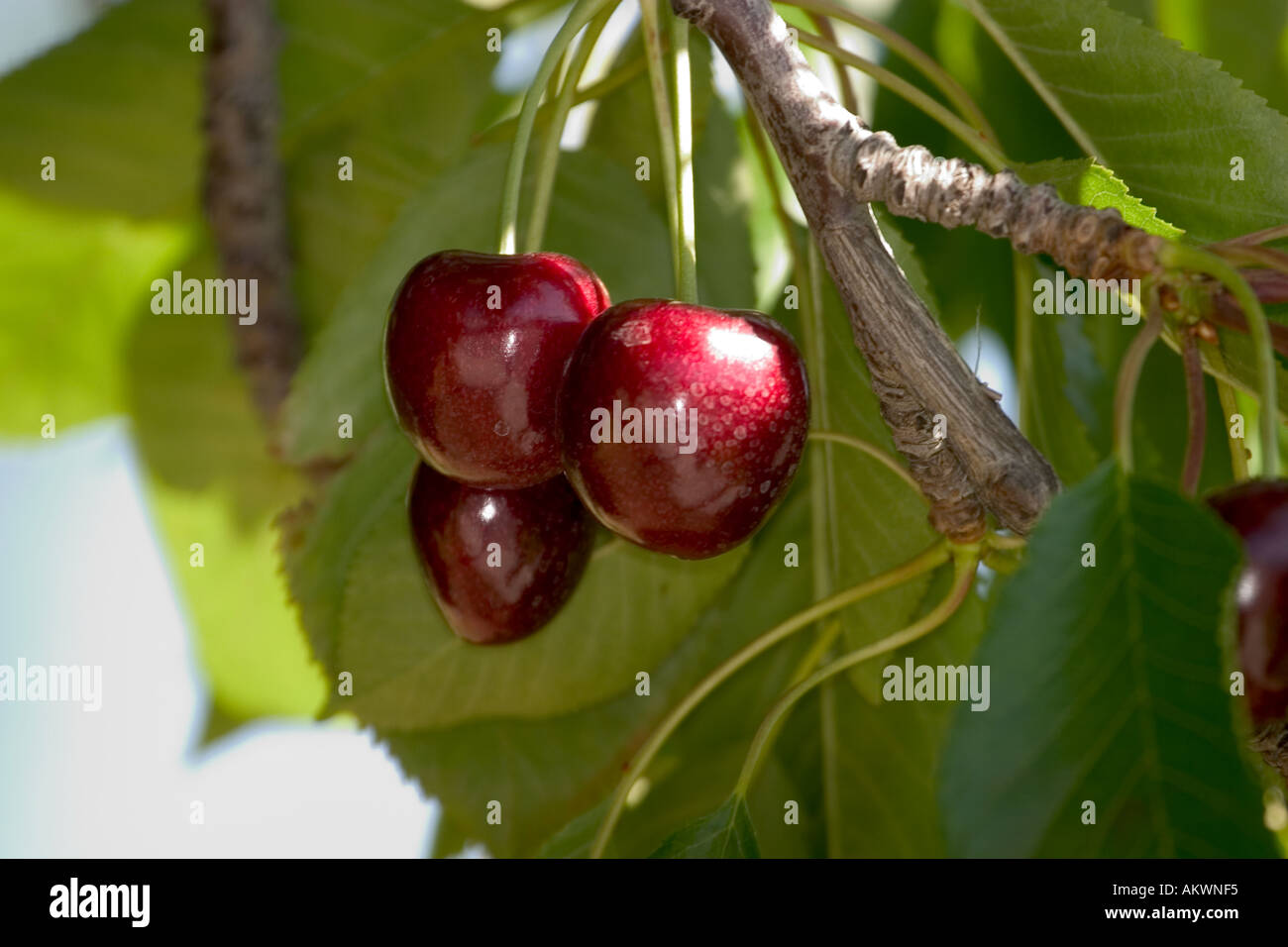 Bing cherry tree hi-res stock photography and images - Alamy