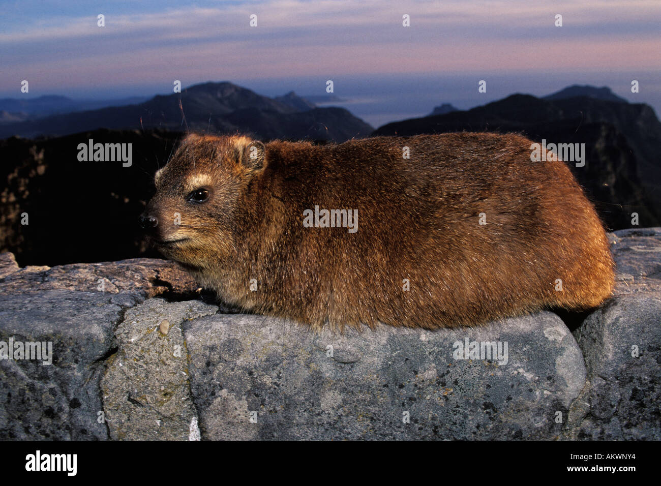 South Africa, Cape Town, Rock rabbit, Table Mountain Stock Photo - Alamy