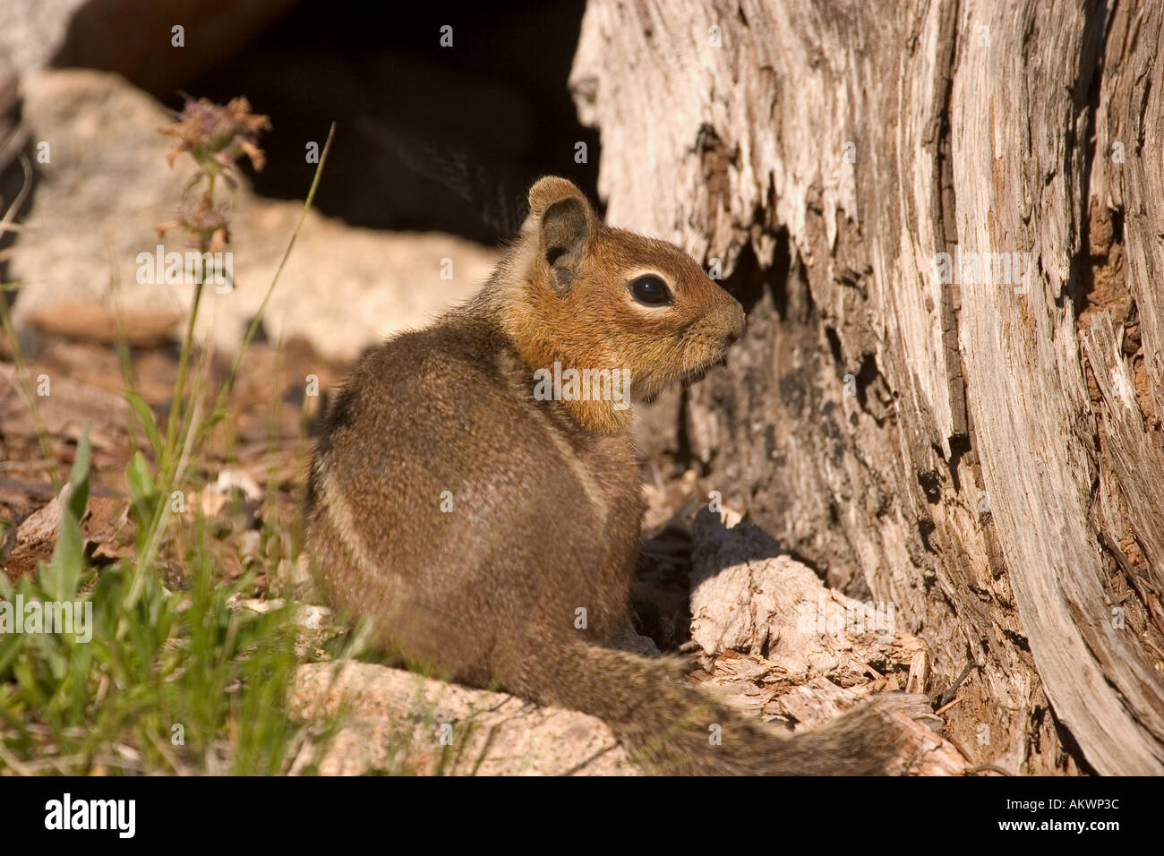 Ground squirrel sitting outside of den Stock Photo Alamy