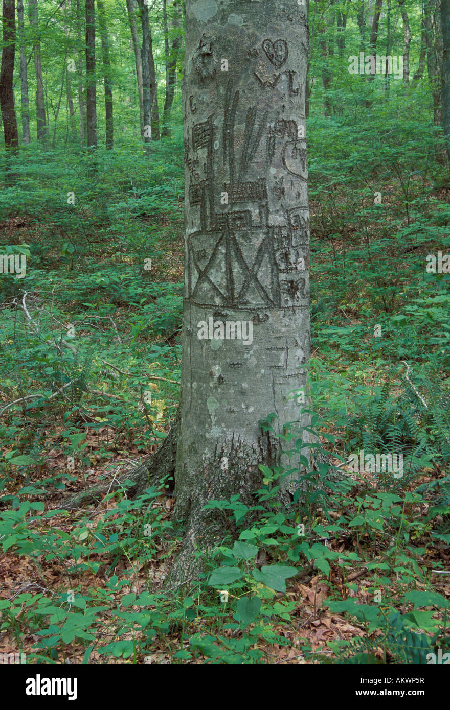 Tree with graffiti carved in it Stock Photo