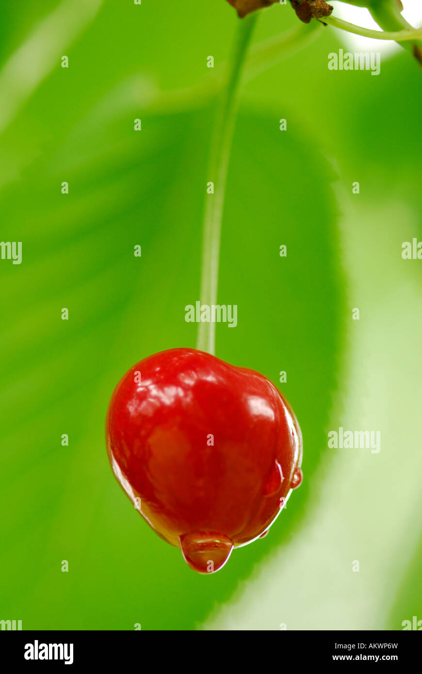 1 cherry hi-res stock photography and images - Alamy