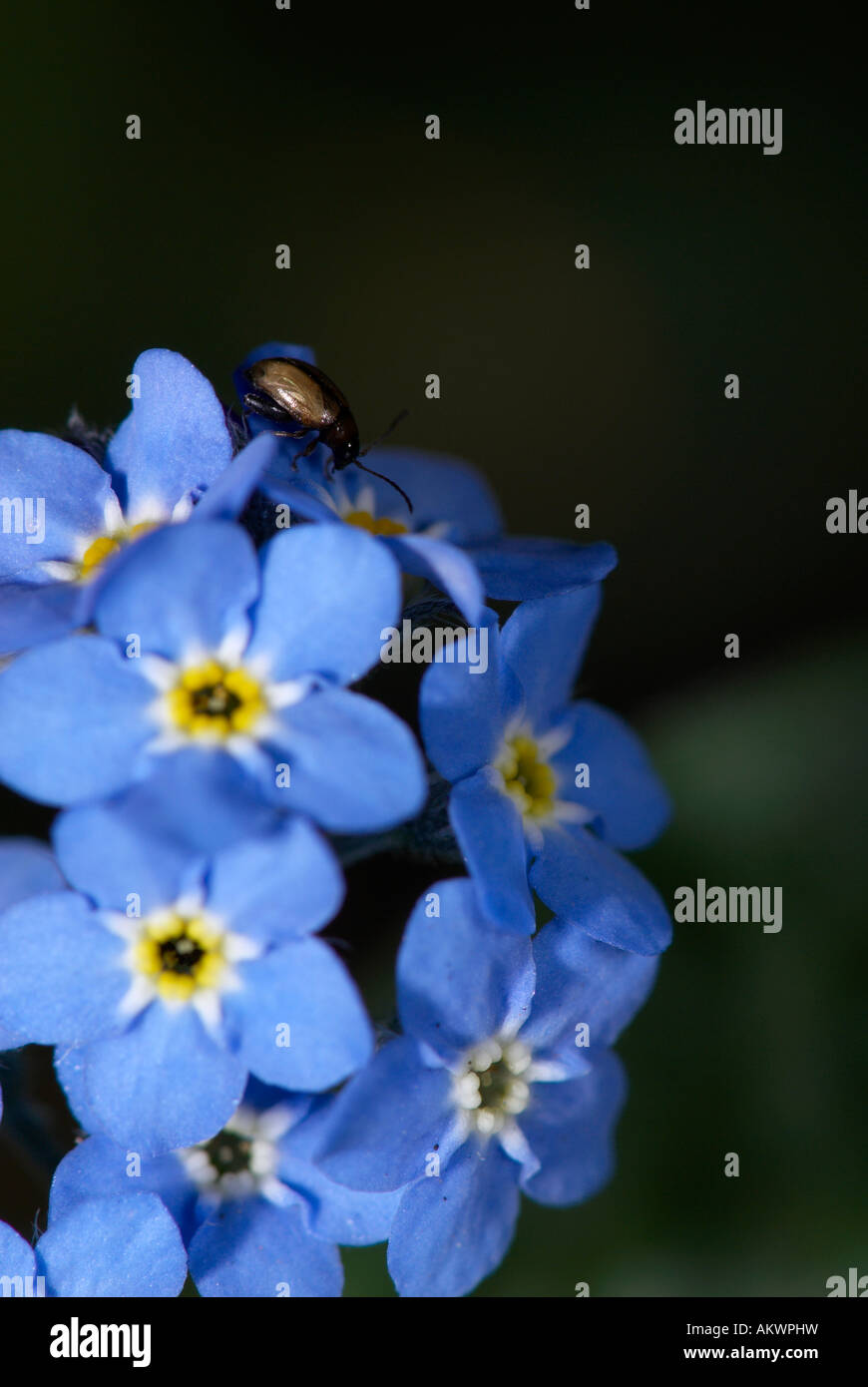 Surprising Forget Me Nots Myosotis Scorpioides Gallery