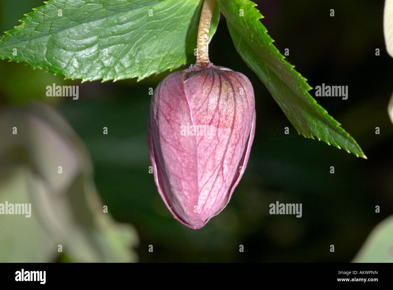 Christmas rose helleborus niger Stock Photo Alamy