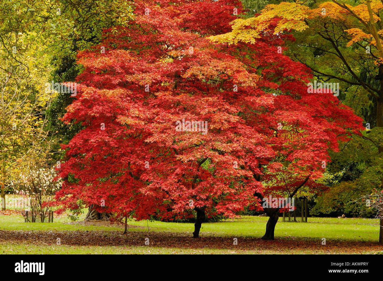 Acer palmatum palmate maple hi-res stock photography and images - Alamy