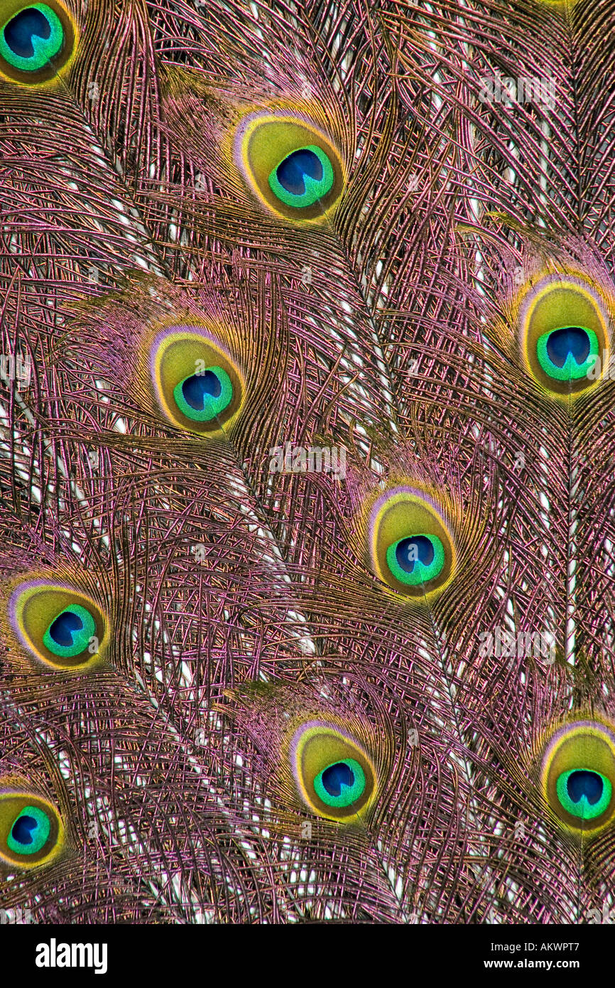 closeup of a peacocks tail feathers Stock Photo