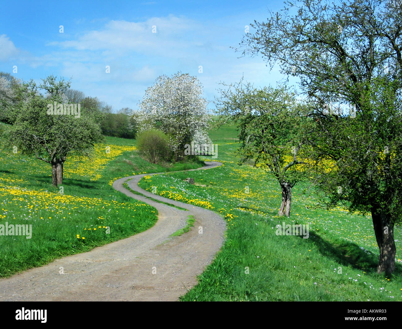winding track through fruit trees in German Eifel district in springtime Stock Photo