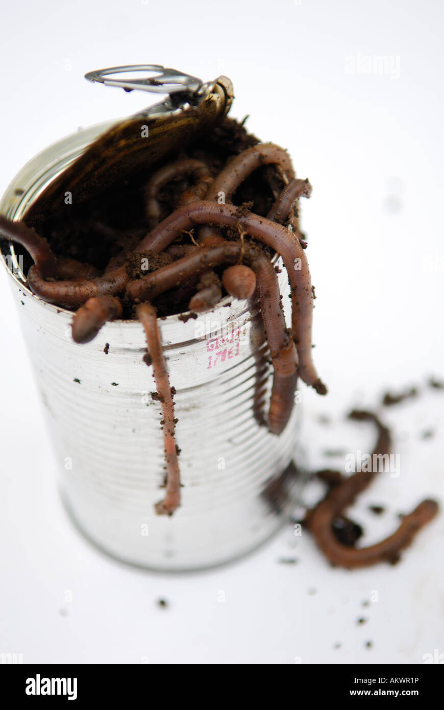 Open can of worms.Or tin of eartworms Stock Photo Alamy