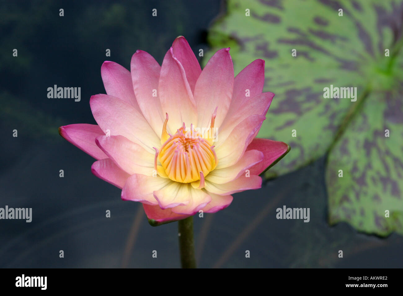 Water lily American Aquatic Gardens New Orleans Louisiana USA Stock