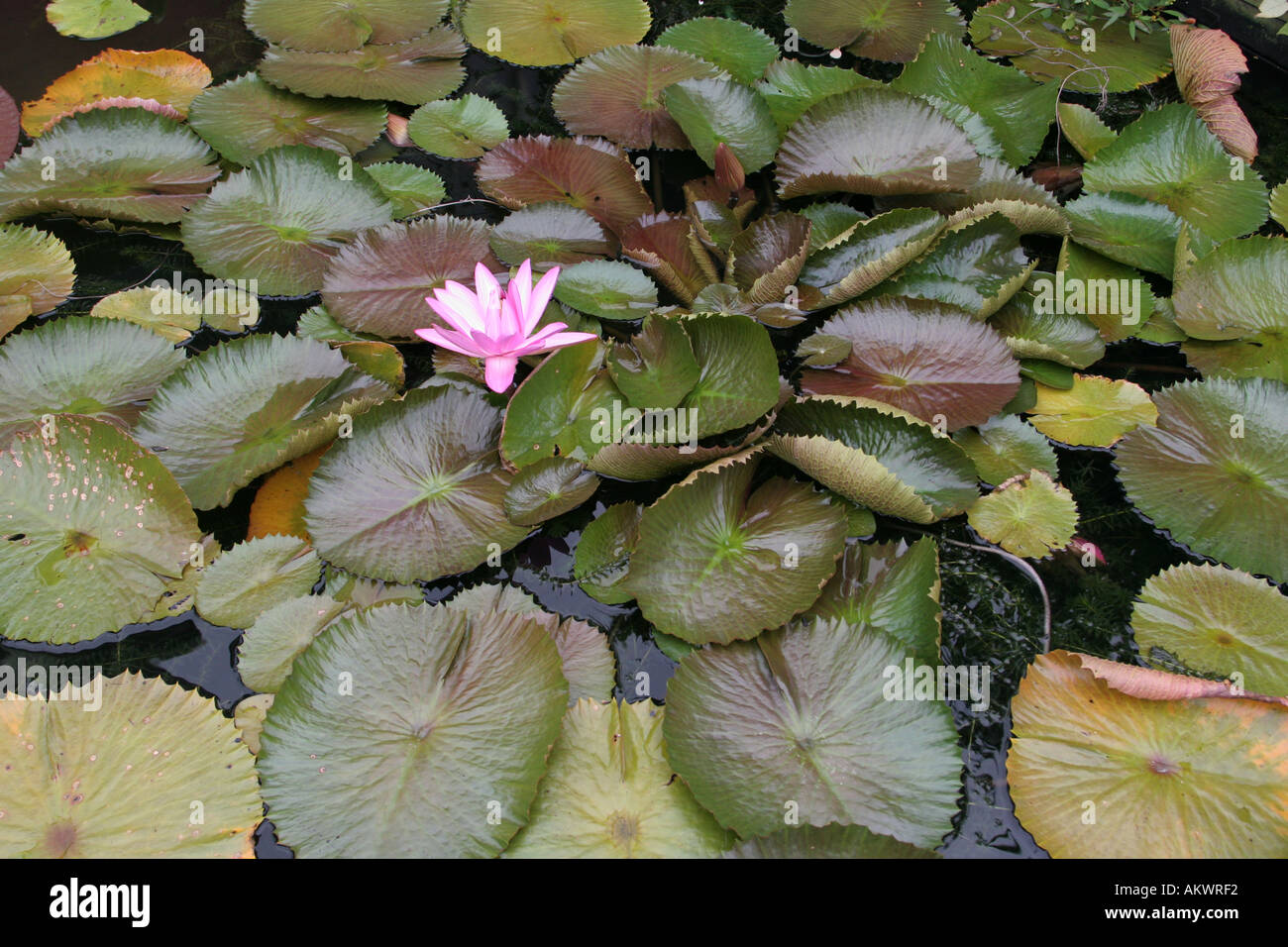 Water Lily American Aquatic Gardens New Orleans Louisiana Usa