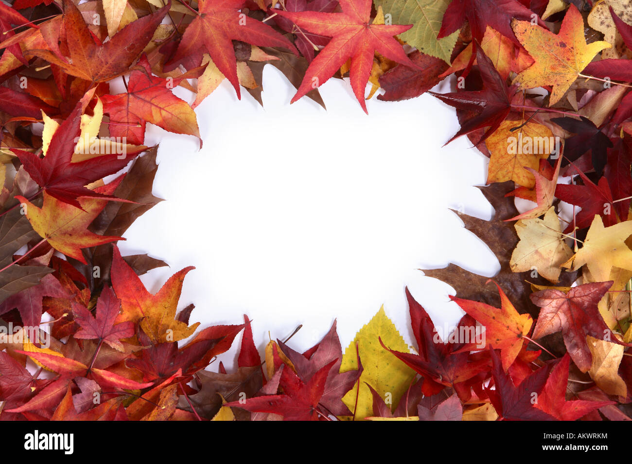 Fall leaf border Stock Photo