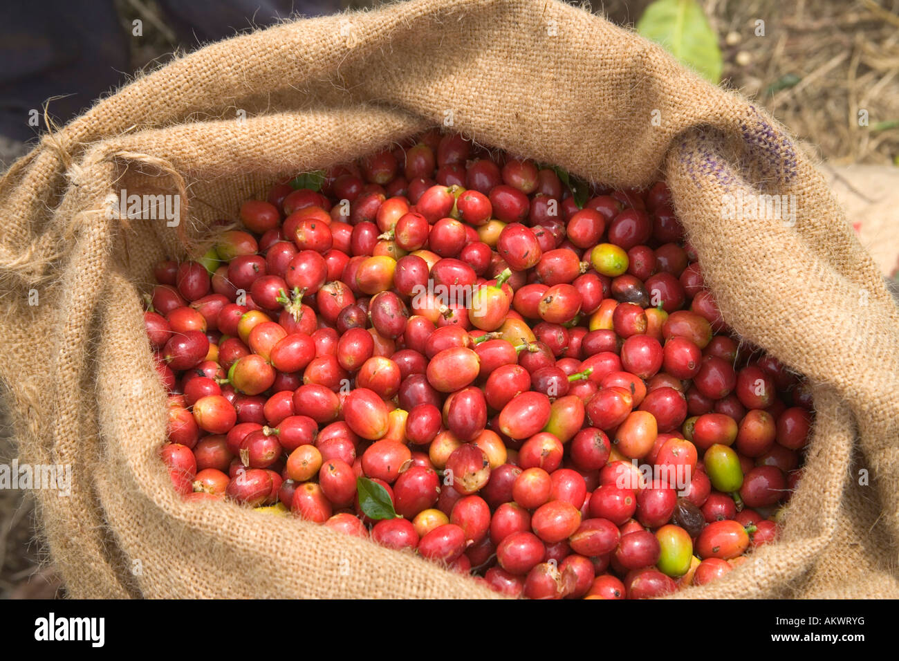 Harvested colorful Kona coffee beans in burlap sack. Stock Photo