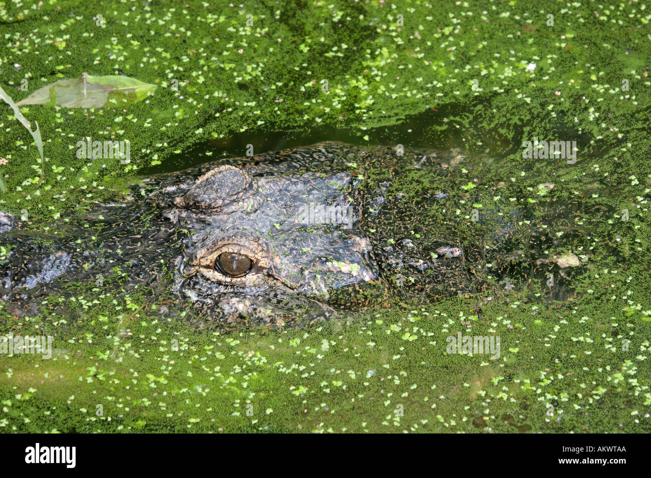 Alligator in Louisiana Swamp at Audubon Zoo New Orleans Louisiana USA Stock Photo