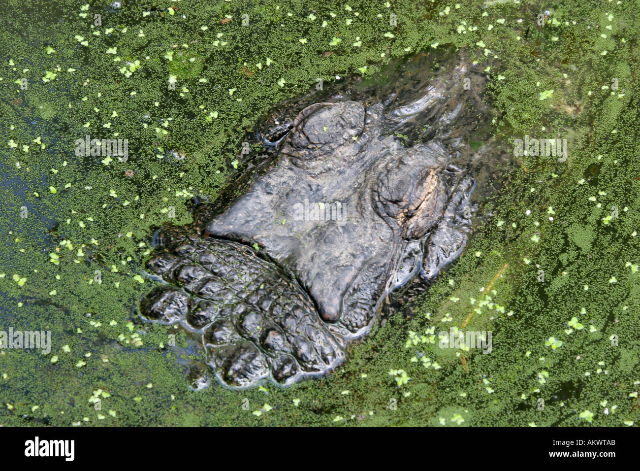 Alligator in Louisiana Swamp at Audubon Zoo New Orleans Louisiana USA Stock Photo