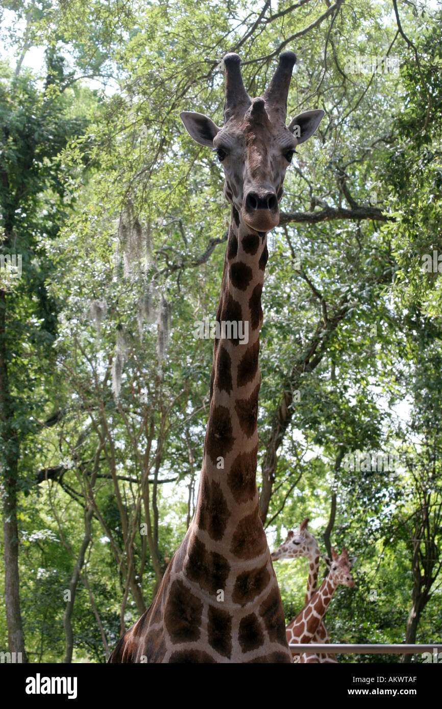 Giraffe in Louisiana Swamp at Audubon Zoo New Orleans Louisiana USA
