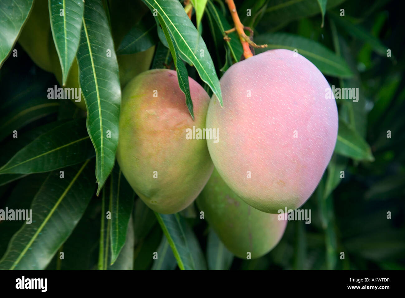 Mature mangoes growing on branch. Stock Photo