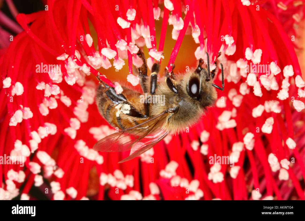 Honey Bees On Red Flowers