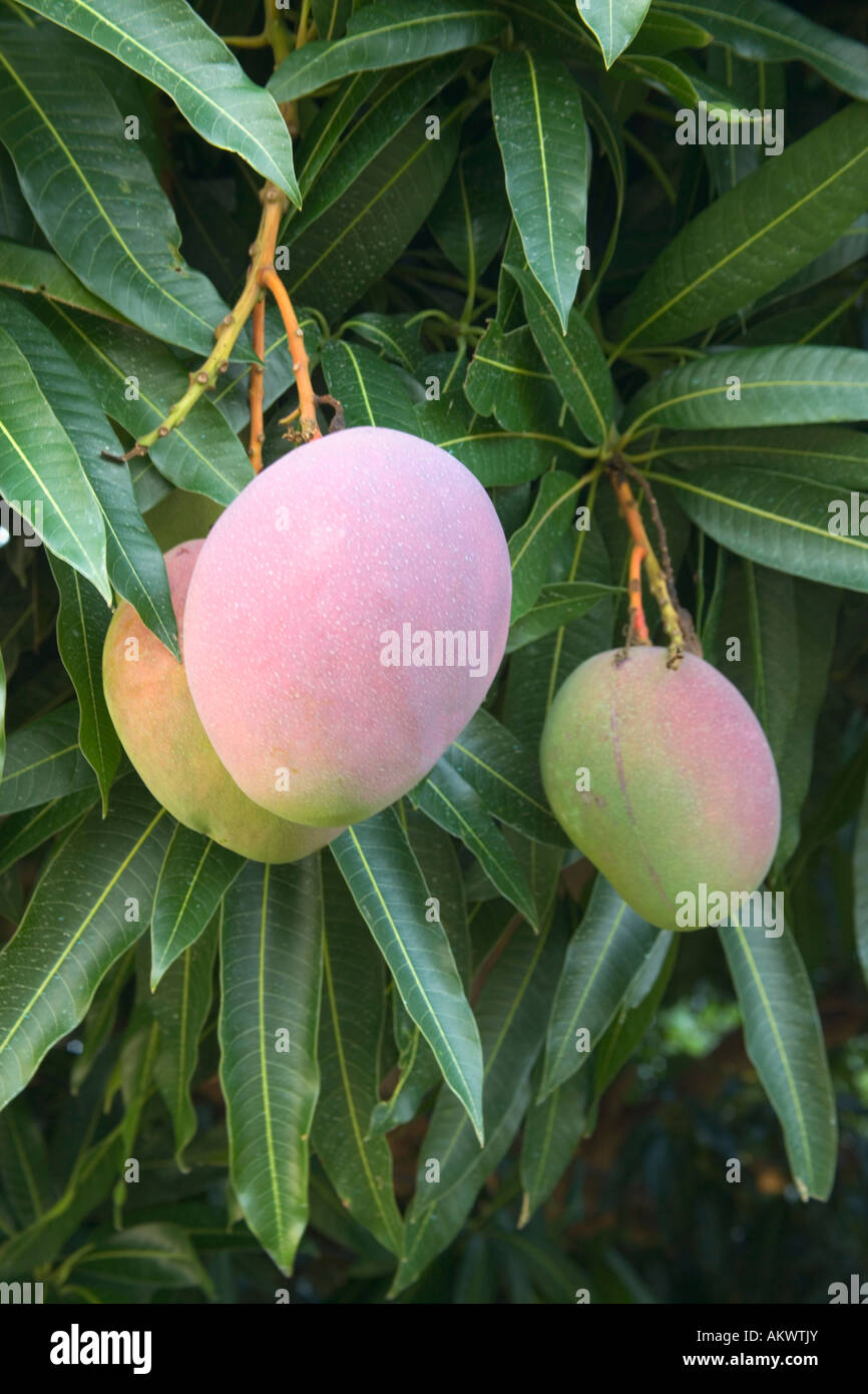 Mature mangoes on branch. Stock Photo