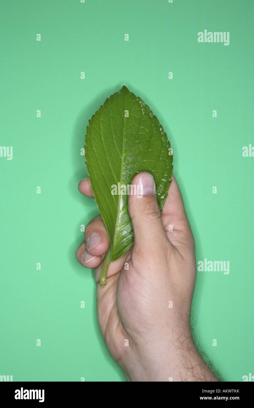 Hand holding leaf on green background Stock Photo Alamy
