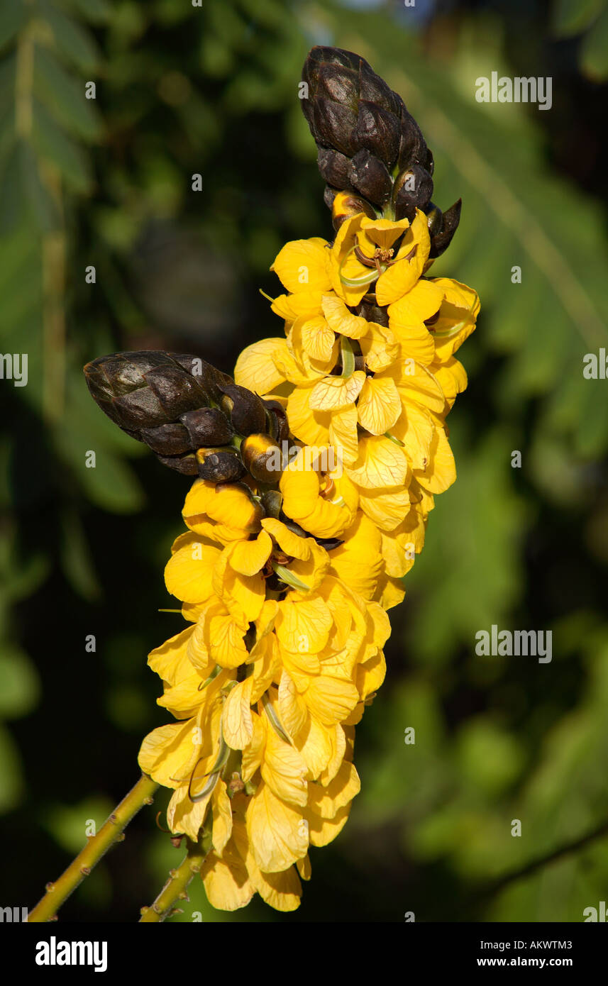 Peanut or Popcorn Cassia Flower Stock Photo