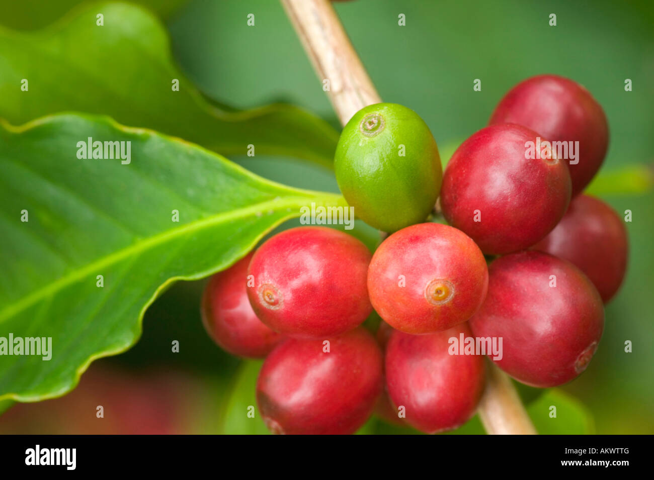 Kona coffee tree hires stock photography and images Alamy