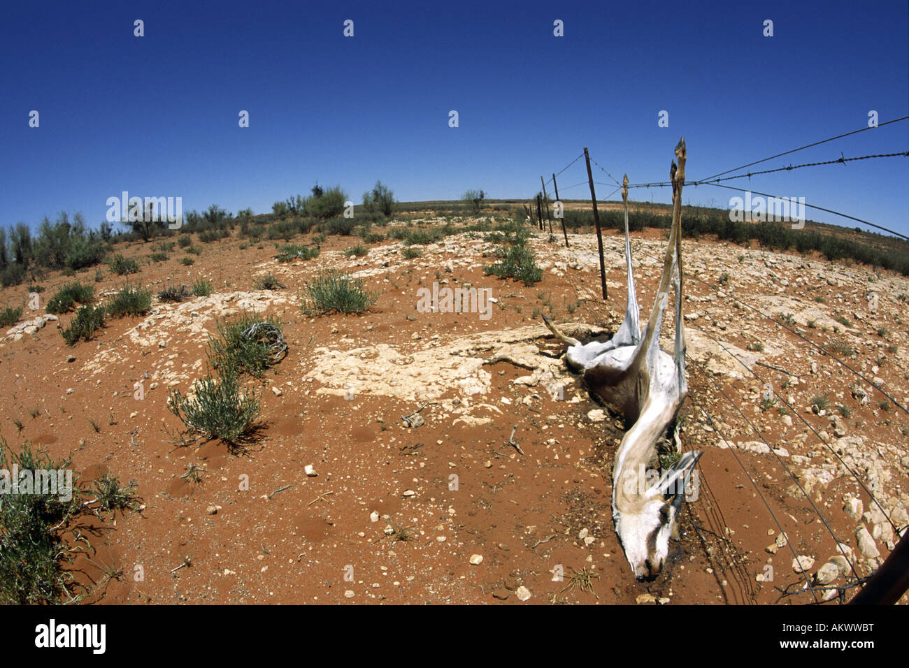 An oryx or gemsbok (Oryx gazella) lies dead after becoming entangled in a rancher's barbed wire fence in South - Stock Image