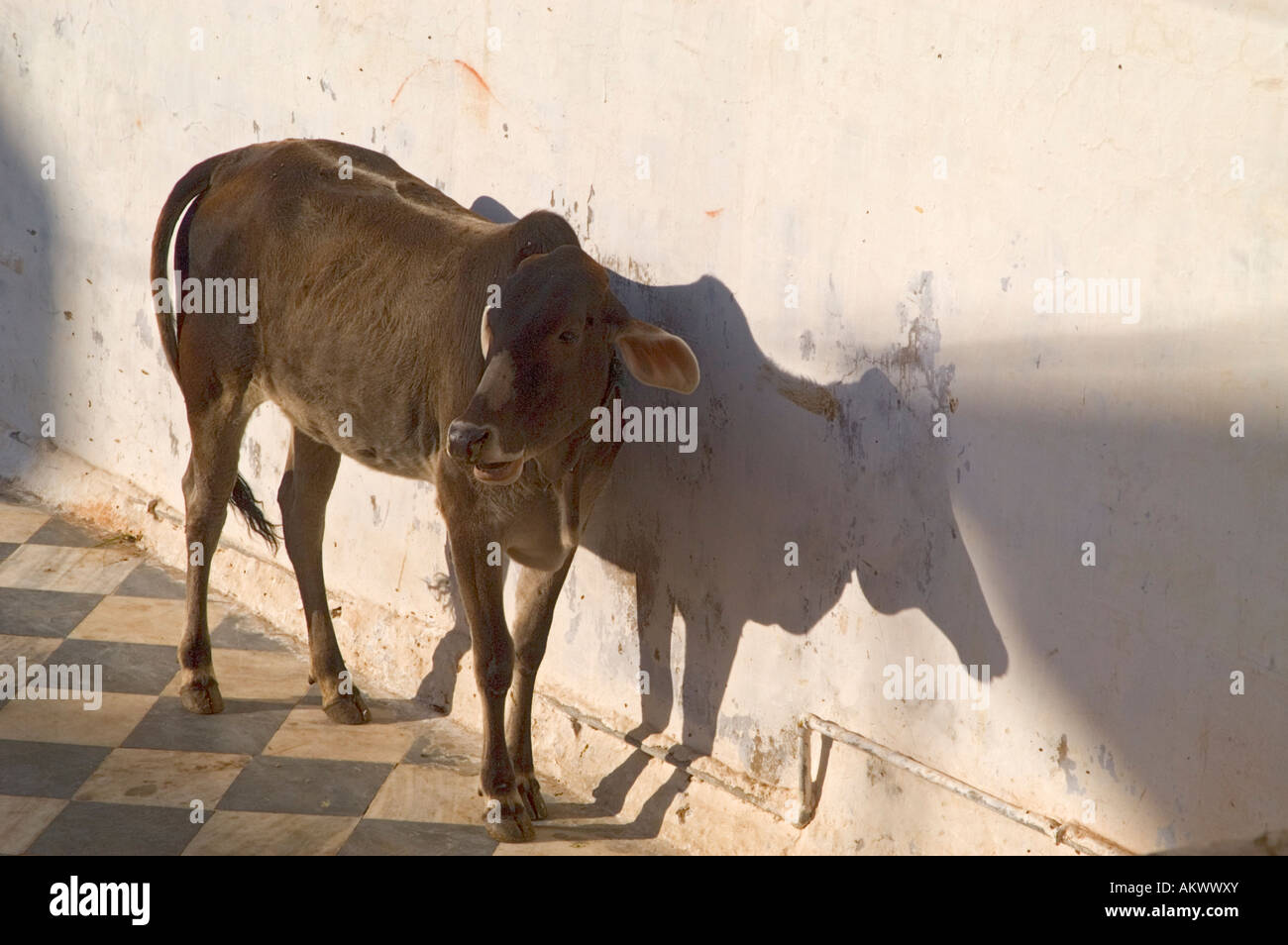 A sacred Brahman cow (Bos indicus) near the sacred Pushkar Lake, Pushkar, Rajasthan, India. - Stock Image