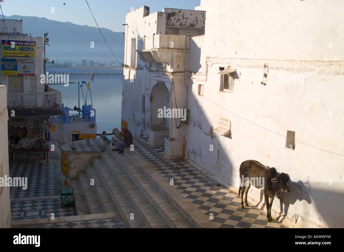 A Brahman cow (Bos indicus) at sunrise in a courtyard near the bathing ghats of Pushkar Lake, Pushkar, Rajasthan, - Stock Image