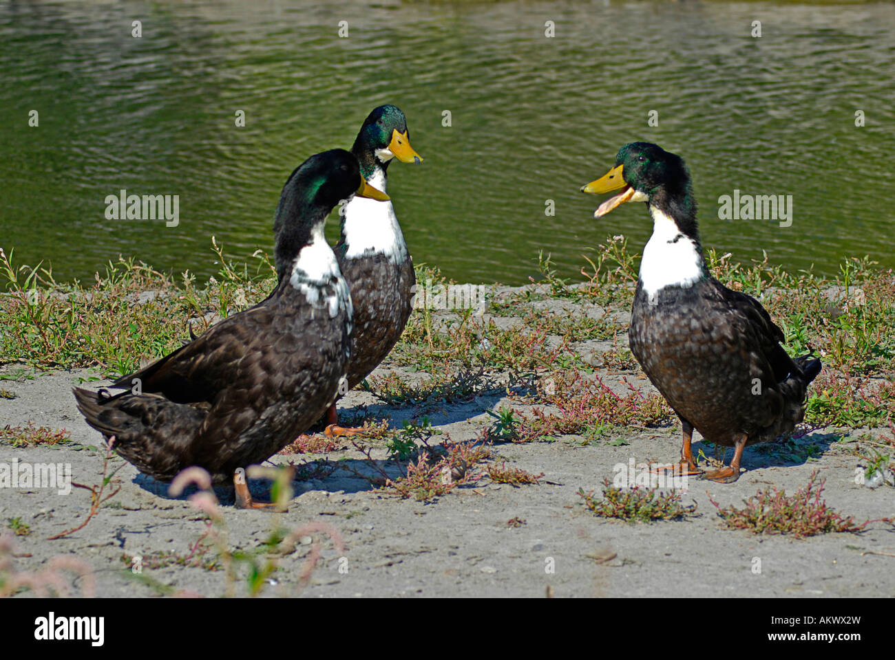 Three Canada Ducks Stock Photo