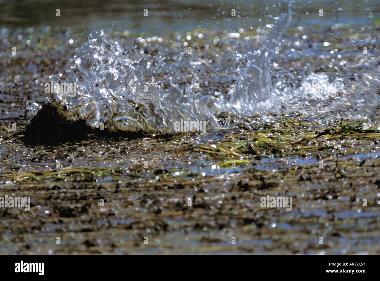 Australia, Western Australia, The Kimberly, Hunter River. Saltwater ...