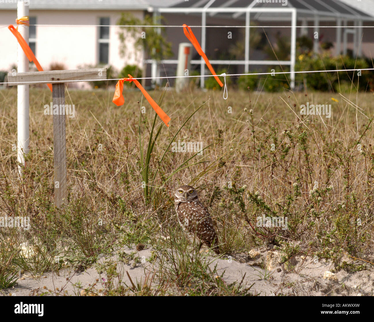 burrowing owl marked off nesting area in suburb florida Stock Photo