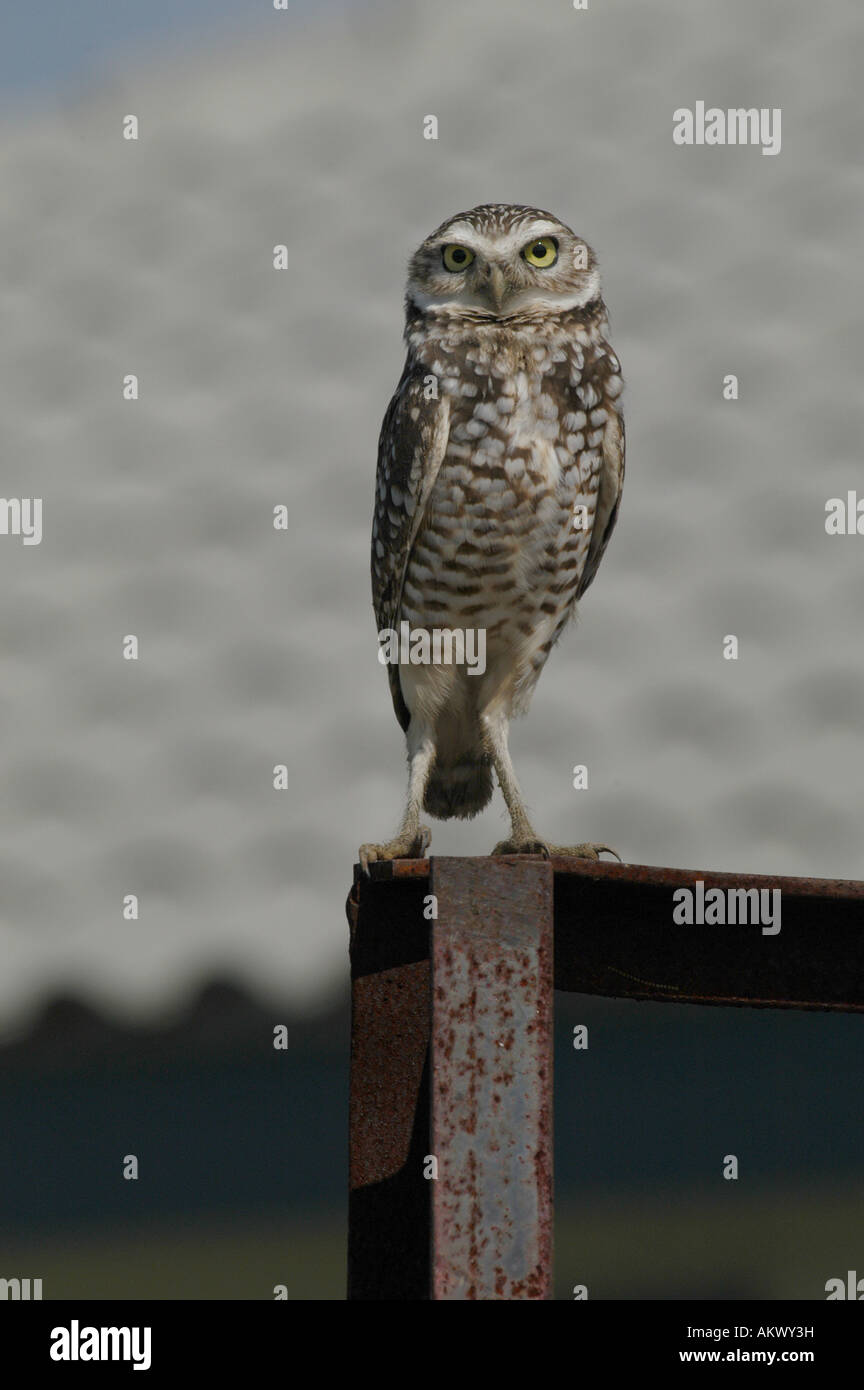 burrowing owl Stock Photo