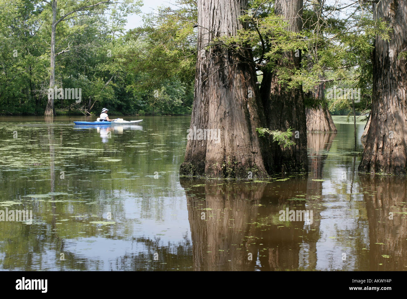 Kayak cache river Illinois bald cypress swamp Stock Photo Alamy