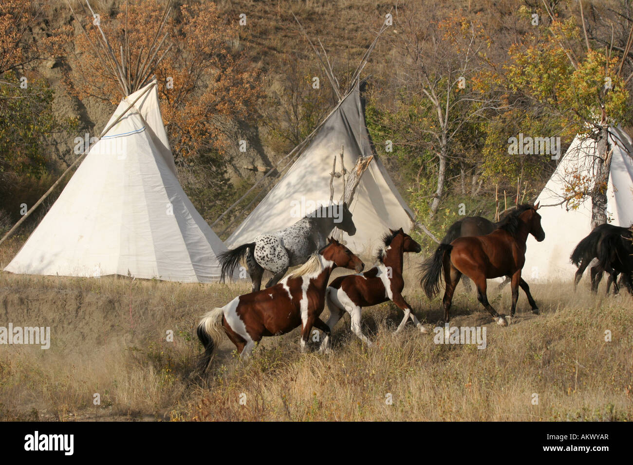 Horses running through a Native American Indian tipi village in South